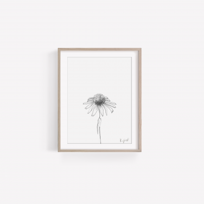 Echinacea (Cone Flower) Art Print