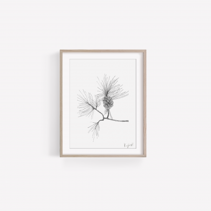 Pine Branch Art Print